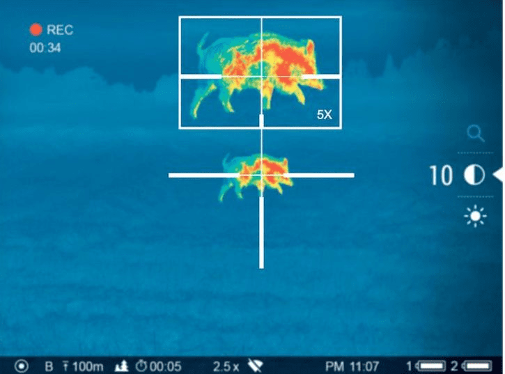 Hogs as seen through a thermal scope