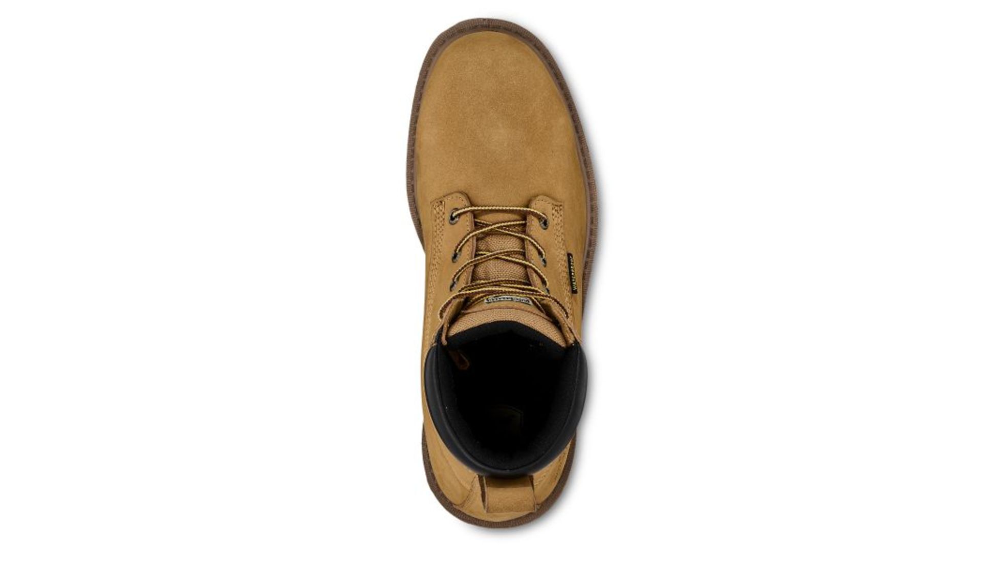 irish setter hopkins
